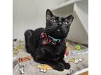 Adopt ROMEO FTA a American Shorthair