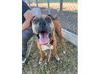 Adopt Ronald Wigglelbutt a Boxer