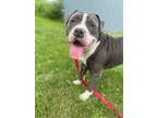 Adopt Clinton a Pit Bull Terrier