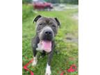Adopt Jacob a Pit Bull Terrier