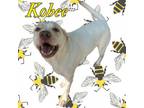Adopt Kobee a Yellow Labrador Retriever