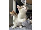 Adopt Hyphen a Tabby, Domestic Short Hair