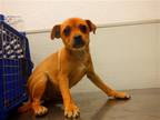 Adopt HANK a Red/Golden/Orange/Chestnut Pug / Mixed dog in Oroville