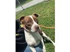 Adopt Benni a Mixed Breed