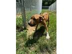 Adopt Tiger a Mixed Breed