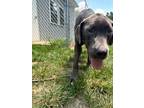 Adopt Ghost a Mixed Breed, Great Dane