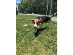 Adopt Turbo a Treeing Walker Coonhound