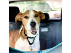 Adopt Toby a Basenji, Terrier