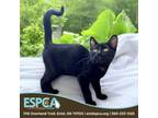 Adopt Bruce a Domestic Short Hair