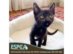 Adopt Frank a Domestic Short Hair
