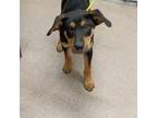 Adopt Toro a Mixed Breed