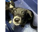 Adopt Glutton a Labrador Retriever