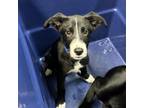 Adopt Gulliver a Labrador Retriever