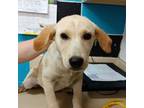 Adopt Mikko a Mixed Breed