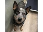 Adopt Bandito a Australian Cattle Dog / Blue Heeler