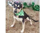 Adopt MILO 405422 a Rottweiler