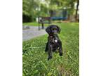 Adopt Ozzie a Retriever, Mixed Breed