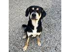 Adopt Harold a Hound, Husky
