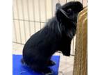 Adopt Dusty a Lionhead