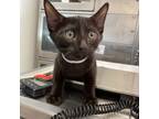 Adopt Obsidian a Oriental Short Hair