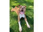 Adopt Pablo a Pit Bull Terrier