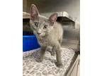Adopt Orion a Oriental Short Hair