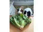Adopt Acorn and Sesame a Guinea Pig