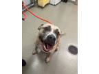 Adopt Smokey a Pit Bull Terrier