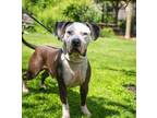 Adopt Diggie Smalls a Pit Bull Terrier