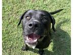 Adopt Buddy Boy a Labrador Retriever, Mixed Breed