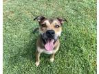 Adopt Lucky a Shepherd, Carolina Dog
