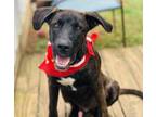 Adopt Randy $25 a Catahoula Leopard Dog, Great Dane