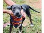 Adopt Licorice $85 a Labrador Retriever, Mixed Breed
