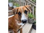 Adopt Dale $25 Fostered a Catahoula Leopard Dog, Great Dane