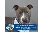 Adopt Boulder a American Staffordshire Terrier