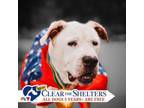 Adopt 75126A Hank a American Staffordshire Terrier, Mixed Breed