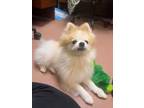 Adopt Nigel a Pomeranian