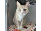 Adopt Benjamin a Domestic Short Hair