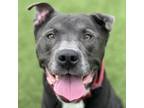 Adopt Kronk a Pit Bull Terrier