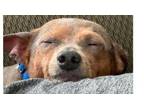 Adopt Blue~ a Miniature Pinscher