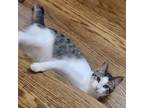 Adopt Afton a Tabby, Domestic Short Hair