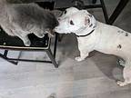Shelby, American Pit Bull Terrier For Adoption In Zuni, Virginia