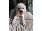Sam, Tibetan Terrier For Adoption In San Francisco, California