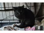 Adopt Austin a All Black American Shorthair (short coat) cat in Colton