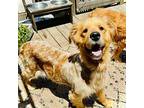 Bella, Golden Retriever For Adoption In San Francisco, California