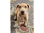 Cade, Labrador Retriever For Adoption In Tracy City, Tennessee
