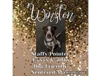 Adopt Winston a White - with Red, Golden, Orange or Chestnut American