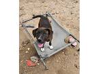 Cali, Labrador Retriever For Adoption In Tracy City, Tennessee