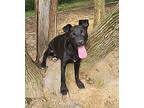 Harvey, Labrador Retriever For Adoption In Tracy City, Tennessee