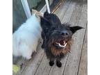 Brie, Cairn Terrier For Adoption In San Francisco, California